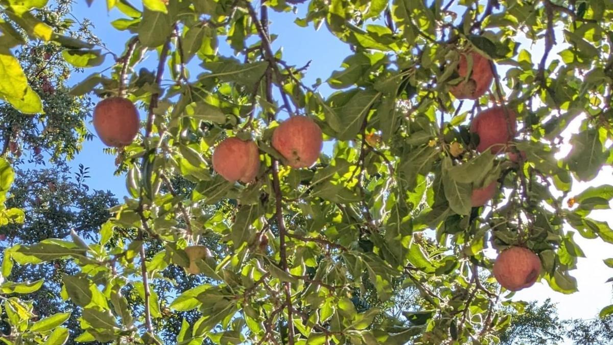 The Midtown Orchard *